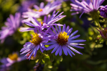 Cheerful Purple Flowers