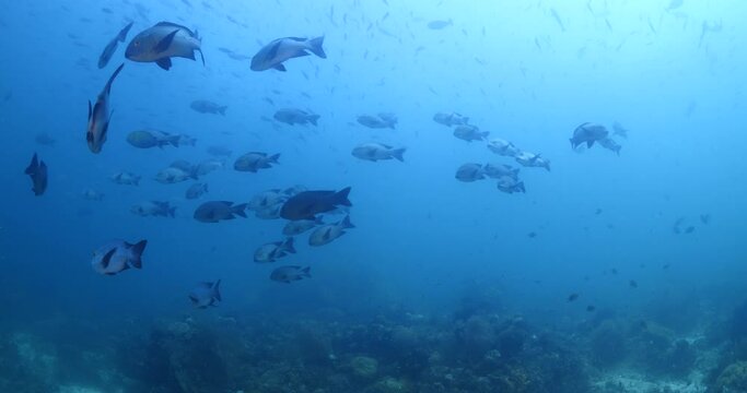 big eye snapper fish underwater on corals school of fish asia  raja ampat ocean scenery