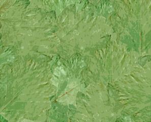 A background illustration of green oak leaves filling the screen.