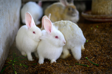 Squinting domestic rabbits in a cage.little rabbit on the farm.