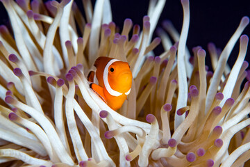 Underwater world of tropical seas - anemone and anemone fish - Clown fish - Amphiprion ocellaris....
