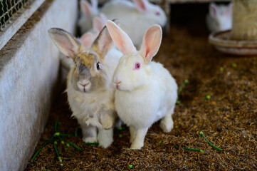 Squinting domestic rabbits in a cage.little rabbit on the farm.