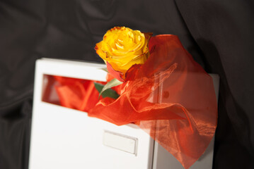 beautiful rose in a letterbox 