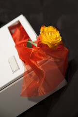 lovely rose in a letterbox