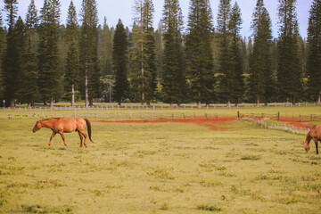 Horse in the ranch, Lanai island, Hawaii
