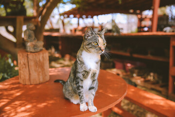 Lanai Cat Sanctuary, Hawaii
