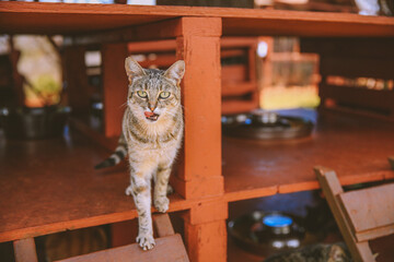 Lanai Cat Sanctuary, Hawaii
