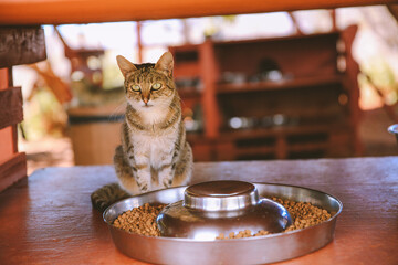 Lanai Cat Sanctuary, Hawaii
