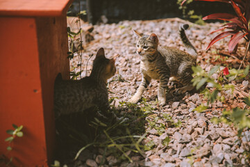 Lanai Cat Sanctuary, Hawaii
