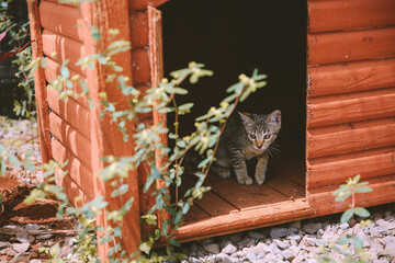 kitten at Lanai Cat Sanctuary, Hawaii