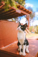 Lanai Cat Sanctuary, Hawaii
