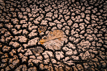 Drought land and dry leaf on crack ground in the lake , crisis of water in the world.