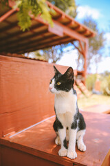 Lanai Cat Sanctuary, Hawaii
