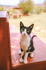 Lanai Cat Sanctuary, Hawaii
