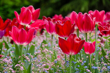 Tulipanes
