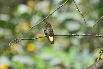 Fawn-breasted brilliant hummingbird (Heliodoxa rubinoides), Bellavista Cloud Forest Reserve, Mindo, Ecuador 