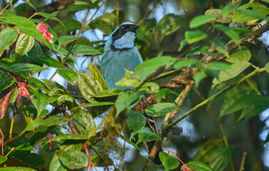 masked flowerpiercer (Diglossa cyanea) adult male, Bellavista, Mindo, Ecuador 