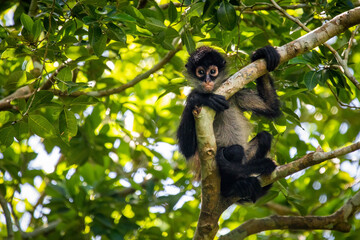 Cute adorable spider monkey close up natural habitat in jungle