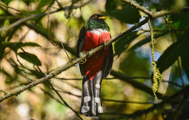 Masked trogon (Trogon personatus), Bellavista Cloud Forest Reserve, Mindo, Ecuador