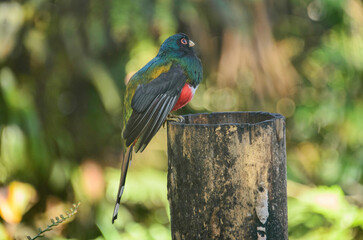 Masked trogon (Trogon personatus), Bellavista Cloud Forest Reserve, Mindo, Ecuador