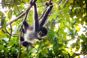 Cute adorable spider monkey close up natural habitat in jungle