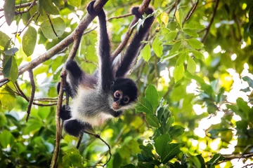 Zelfklevend Fotobehang Cute adorable spider monkey close up natural habitat in jungle © PhotoSpirit