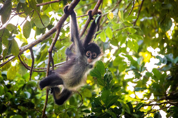 Cute adorable spider monkey close up natural habitat in jungle
