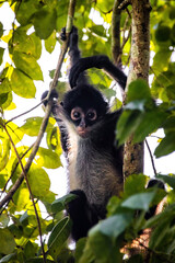 Cute adorable spider monkey close up natural habitat in jungle