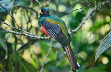 Masked trogon (Trogon personatus), Bellavista Cloud Forest Reserve, Mindo, Ecuador