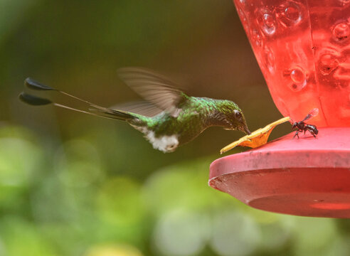 Booted Racket-tail (Ocreatus underwoodii melanantherus) adult male, San Tadeo, Mindo, Ecuador