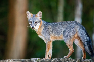 Cute looking gray fox isolated portrait
