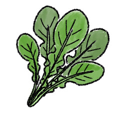 ルッコラ　イラスト　水彩　手描き
