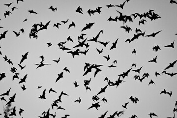 Bats in the air at Zotz Bats cave local tourist attraction in Calakmul, Mexico