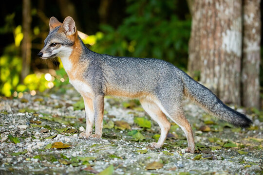 Cute looking gray fox isolated full size portrait