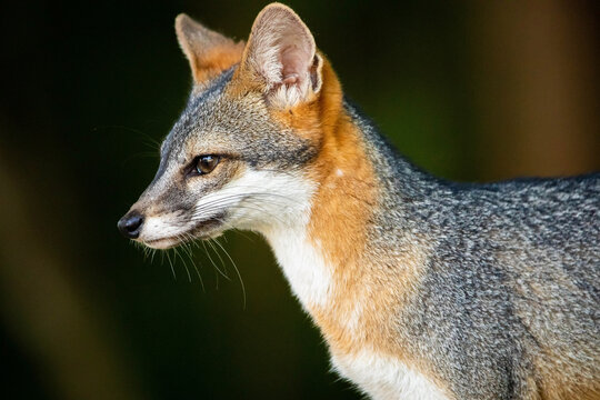 Cute looking gray fox isolated close up portrait