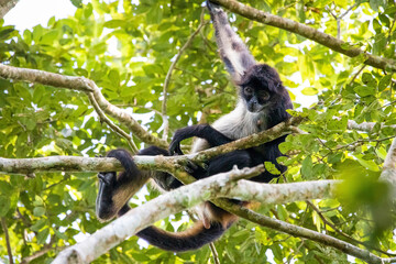 Cute adorable spider monkey close up natural habitat in jungle