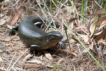 Land Mullet Lizard basking on a the side of a path