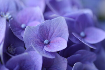 青紫色の紫陽花の花