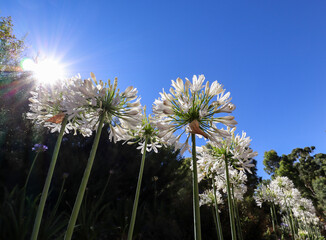 Sunshine over Flowers