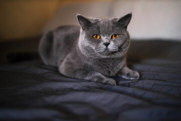 portrait of a grey british cat on the bed