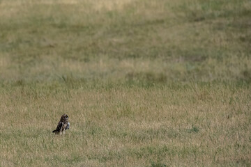 Short Eared Owl Grounded and Looking Up