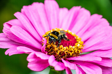 close up of honey bee at work on pink flower