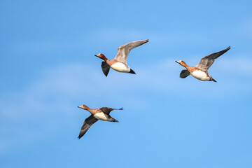 Eurasian wigeon flying in Shizuoka, Japan