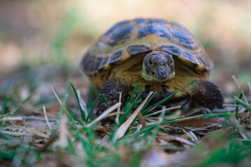 Russian Tortoise in the grass 