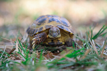 Russian Tortoise in the grass 