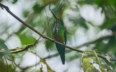 Fawn-breasted brilliant hummingbird (Heliodoxa rubinoides), San Tadeo, Mindo, Ecuador