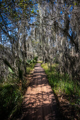 Spanish Moss Covers Board Walk