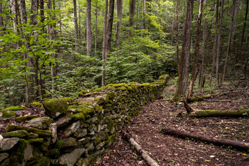 Stacked Stone Wall Cuts Through Forest