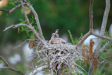 Baby birds in a nest  / Rookery / Swamp 