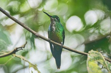 Fawn-breasted brilliant hummingbird (Heliodoxa rubinoides), San Tadeo, Mindo, Ecuador